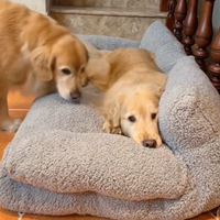Calming Pet Sofa™ Lounge Canino: Sofá Ultraconfortável